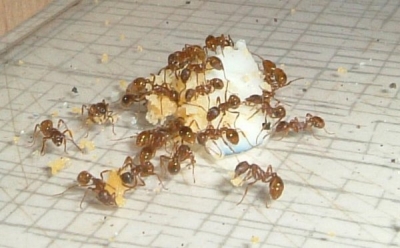 Blick ins Myrmica-Rubra Nest_1