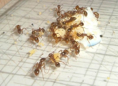 Blick ins Myrmica-Rubra Nest_2