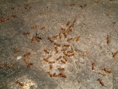 Blick ins Myrmica-Rubra Nest_3