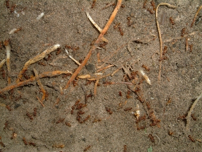 Blick ins Myrmica-Rubra Nest_4