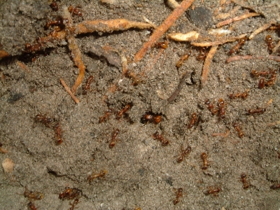 Blick ins Myrmica-Rubra Nest_7