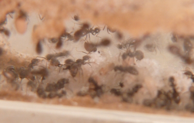 Blick ins Lasius-Niger Nest in einer Ameisenfarm_4