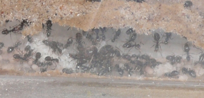Blick ins Lasius-Niger Nest in einer Ameisenfarm_5