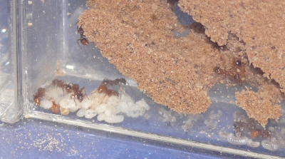 Blick ins Myrmica-Rubra Nest_2