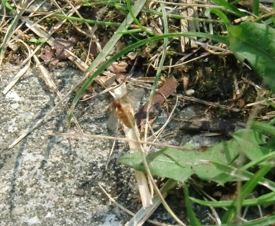 Lasius Flavus beim Hochzeitsflug_1