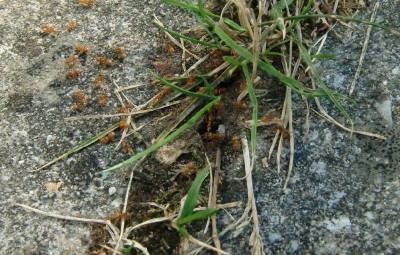 Lasius Flavus beim Hochzeitsflug_2