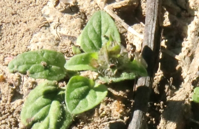 Lasius Flavus beim Hochzeitsflug_3