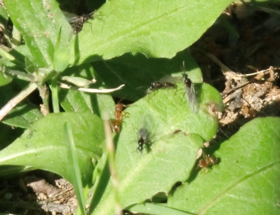 Lasius Flavus beim Hochzeitsflug_4