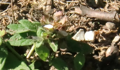 Lasius Flavus beim Hochzeitsflug_5