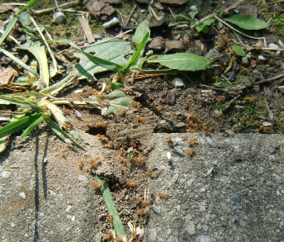 Lasius Flavus beim Hochzeitsflug_7