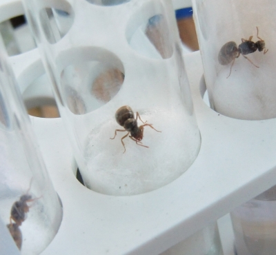 Blick ins Lasius-Flavus Neströhrchen_1