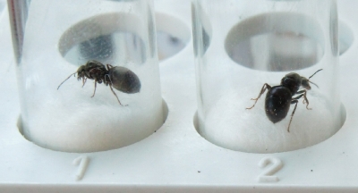 Nestgründung von Lasius Niger Königinnen_1