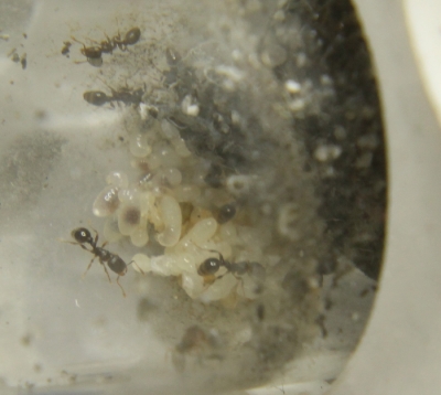 Tetramorium impurum im Neströhrchen_1