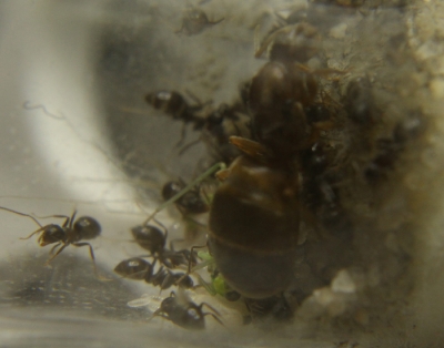 Blick ins Lasius-Emarginatus Nest_1