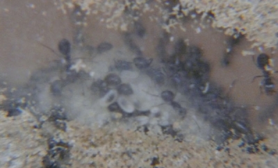 Blick ins Lasius-Niger Nest_8