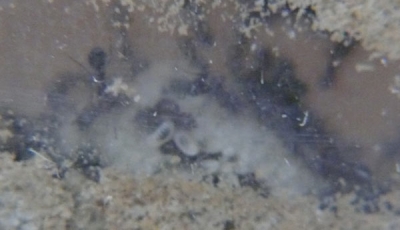 Blick ins Lasius-Niger Nest_9