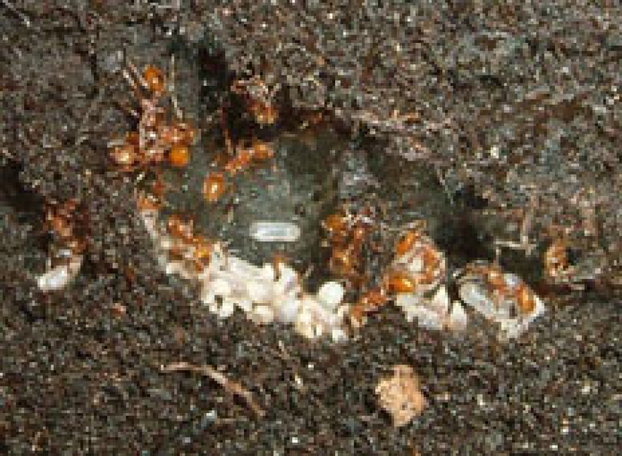 Myrmica Rubra (rote Gartenameise)