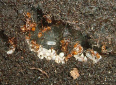 Mehr Bilder von Myrmica Rubra in unserer Bilder-Galerie Mehr Bilder von Myrmica Rubra in unserer Bilder-Galerie