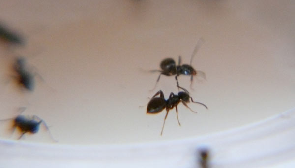 Lasius Niger