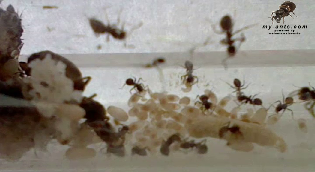 Lasius Niger im Neströhrchen