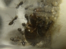 Lasius Emarginatus