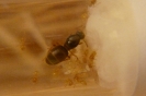 Lasius Flavus