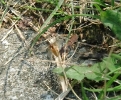 Lasius Flavus beim Hochzeitsflug_1