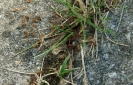 Lasius Flavus beim Hochzeitsflug_2