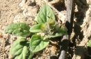 Lasius Flavus beim Hochzeitsflug_3