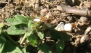 Lasius Flavus