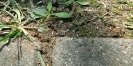 Lasius Flavus beim Hochzeitsflug_6