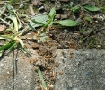 Lasius Flavus