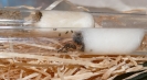 Blick ins Lasius-Niger Nest_1