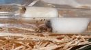 Blick ins Lasius-Niger Nest_1