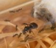 Lasius Niger