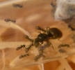 Lasius Niger