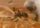 Lasius Niger