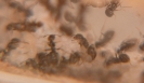 Lasius Niger