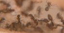 Blick ins Lasius-Niger Nest in einer Ameisenfarm_2