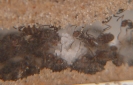 Blick ins Lasius-Niger Nest in einer Ameisenfarm_3