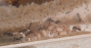 Lasius Niger