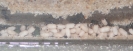 Lasius Niger