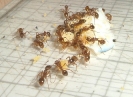 Blick ins Myrmica-Rubra Nest_2