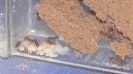 Blick ins Myrmica-Rubra Nest_2