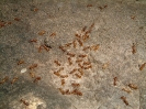 Blick ins Myrmica-Rubra Nest_3