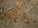 Blick ins Myrmica-Rubra Nest_4