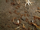 Blick ins Myrmica-Rubra Nest_5