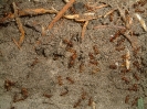 Blick ins Myrmica-Rubra Nest_6