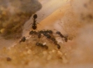 Tetramorium impurum im Neströhrchen_1