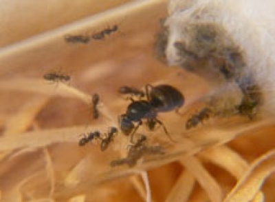 Lasius Niger (schwarze Wegameise) im Neströhrchen